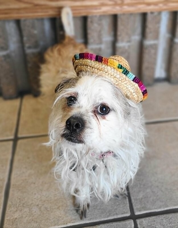 Picture of the Animal Listed